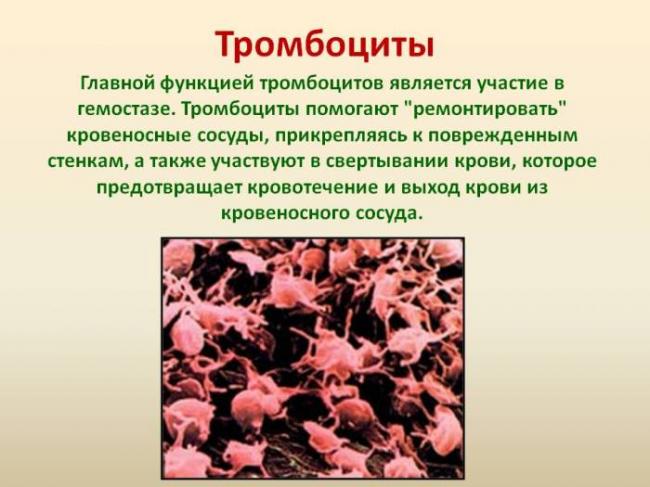 Значение эритроцитов и тромбоцитов. не функции а именно их значение