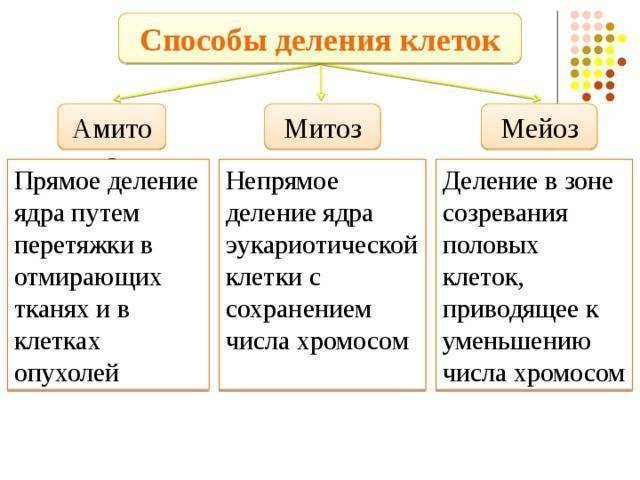 В чем заключается особенность роста и размножения бактериальных клеток
