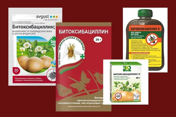Лучшие препараты от картофельной моли (часть 1)
