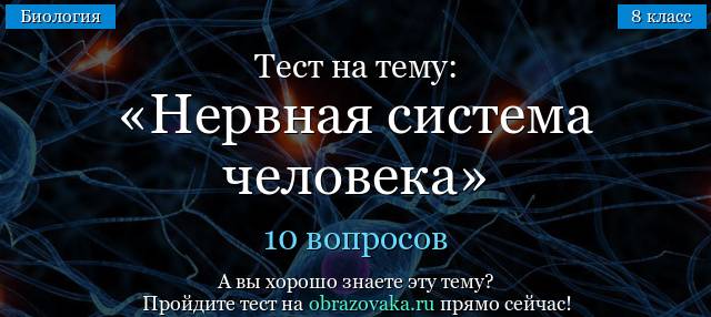 Нервная система человека. функции и строение центральной нервной системы