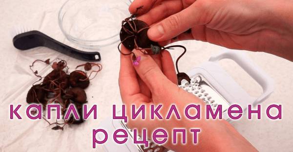 Цикламен лекарство от гайморита