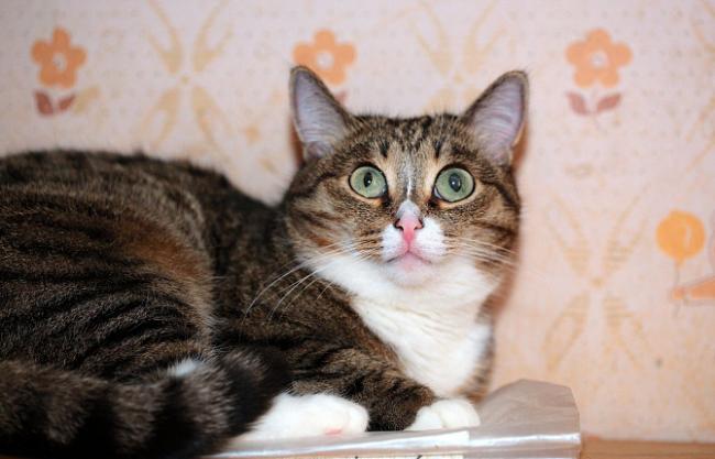 Каковы симптомы глаукомы у кошек?