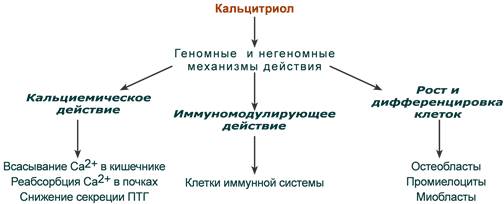 Кальцитриол гормон