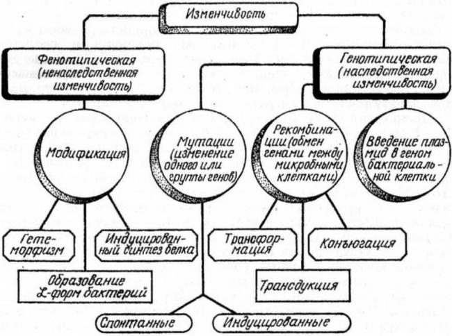 Принципы классификации микроорганизмов. основные группы микроорганизмов