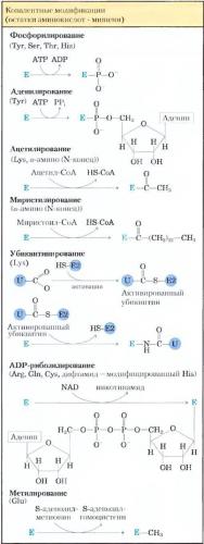 Для чего нужны ферменты бактериям, их польза и вред для человека