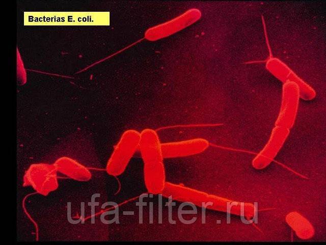 Эшерихия, эшерихиоз (escherichia coli) - возбудитель и его патогенность, лечение