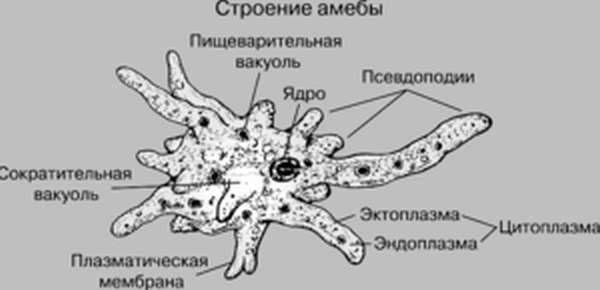 Амебиаз. причины, симптомы, диагностика и лечение патологии :: polismed.com