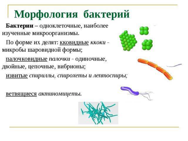 Молочнокислые бактерии — циклопедия
