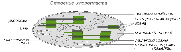 Строение клеток прокариот и эукариот
