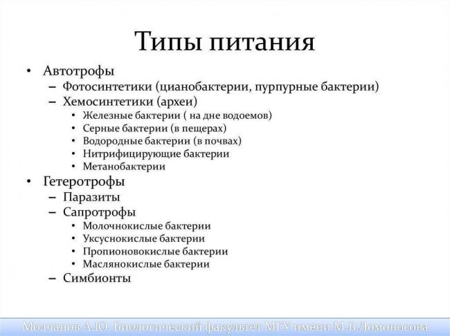 Особенности питания бактерий-хемосинтетиков