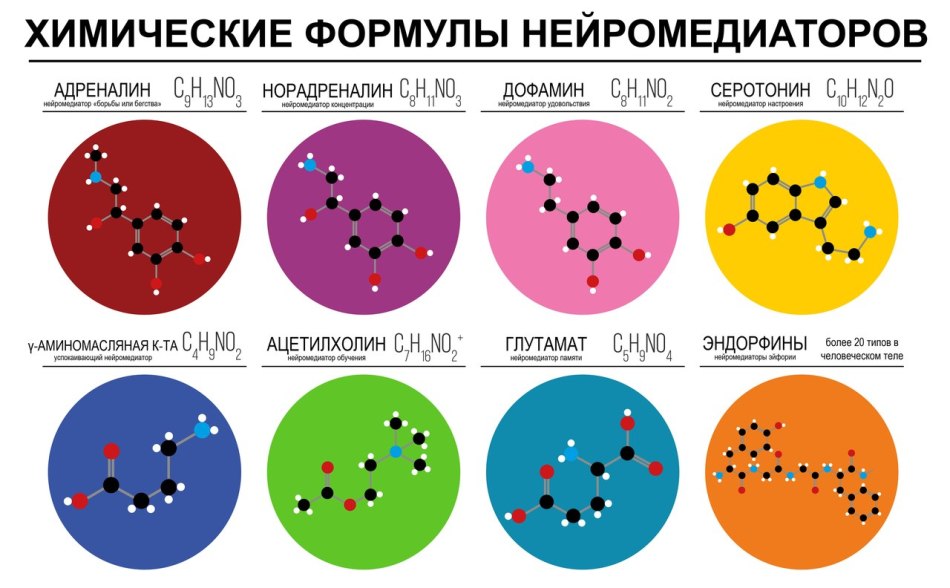 Особый гормон лептин, похудение без нормализации которого невозможно