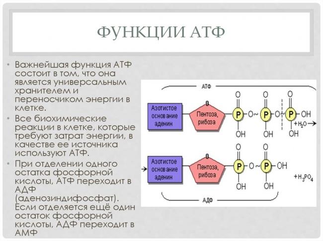 Аденозин дифосфат - adenosine diphosphate