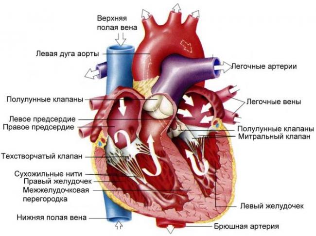 Сердечно-сосудистая система - circulatory system - qwe.wiki