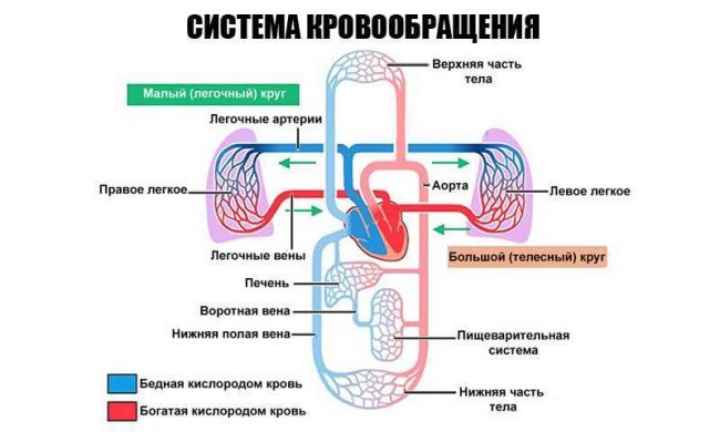 Сердечный кашель (кашель при сердечной недостаточности) – симптомы, признаки и лечение