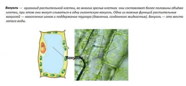Эвглена зелёная