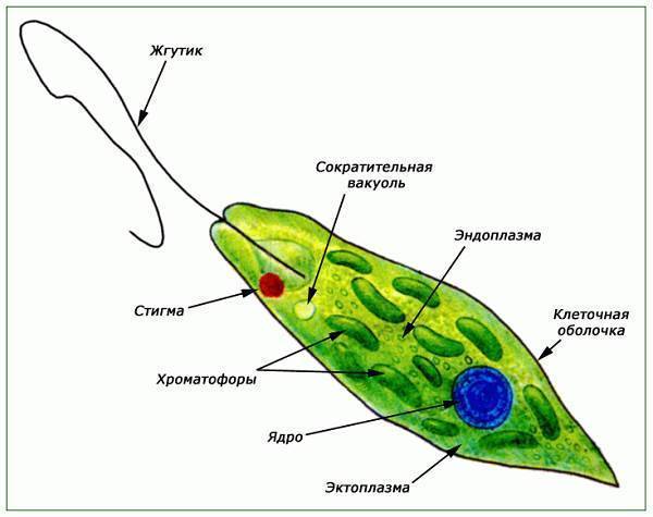 Тема: эвглена зелёная как простейшее, совмещающее признаки животных и растений. колониальные жгутиковые