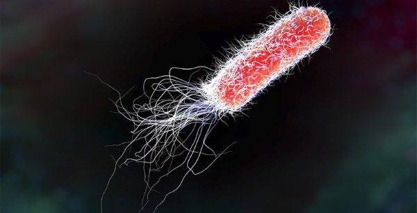 Escherichia coli в моче в 10 в 8