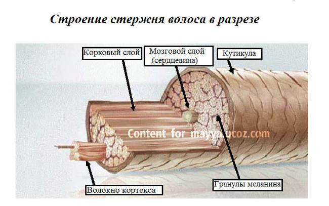 Кератины — википедия. что такое кератины