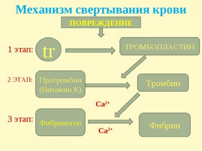 Тромбоцитопоэз. регуляция тромбоцитопоэза. тромбопоэтин ( тромбоцитопоэтин ). мегакариоциты. тромбоцитопения.