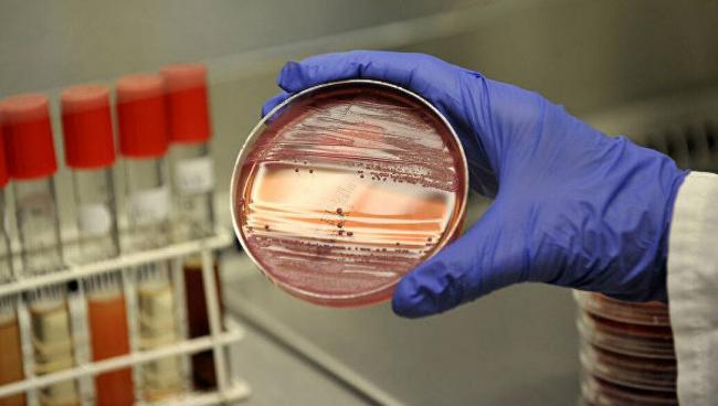 Escherichia coli и как бороться с ней