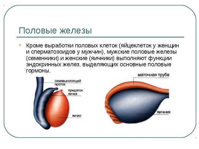«это у вас гормоны!»: как на самом деле влияют на поведение и здоровье женщин гормоны | stena.ee