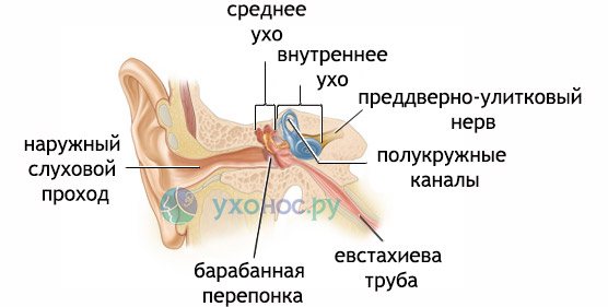 Повреждения барабанной перепонки: причины и формы, проявления, диагностика, лечение