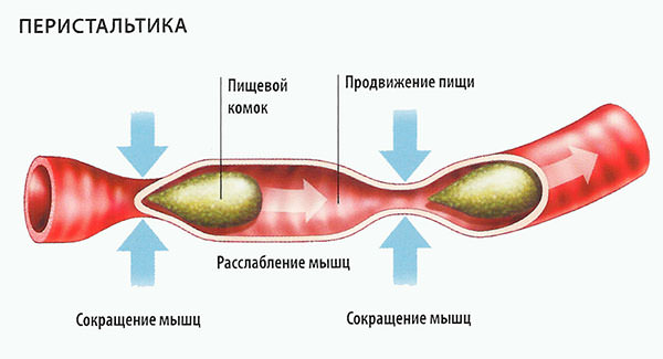 Симптомы и первые признаки заворота кишок у взрослых и детей: как проявляется заболевание?