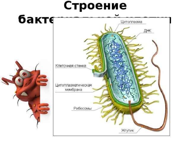 Какие функции выполняет цитоплазма в бактерии?