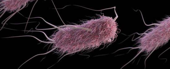 Escherichia coli (кишечная палочка)