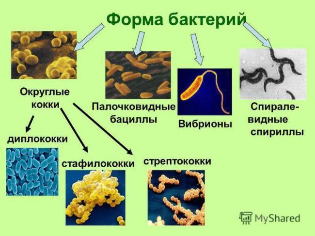 Кокки