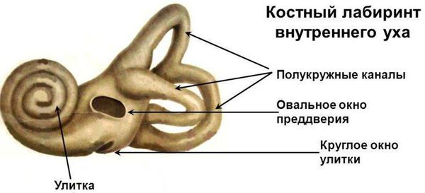 Нейросенсорная тугоухость (сенсоневральная) – симптомы и лечение. лечится или нет нейросенсорная потеря слуха?
