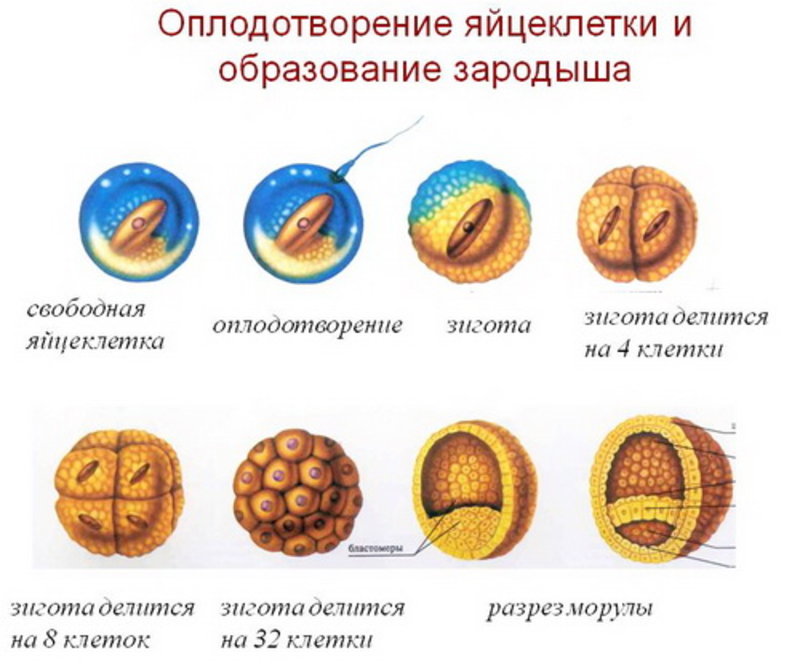 Первые признаки и симптомы, которые могут возникнуть на 1 неделе беременности