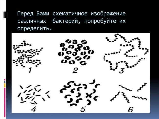 Минусы и плюсы жизни с бактериями