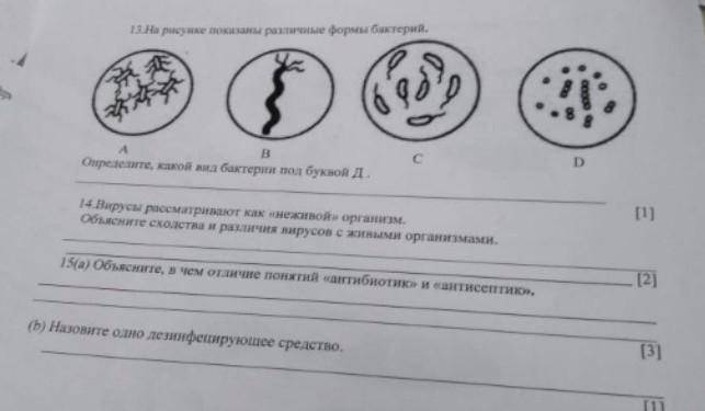 Жизнедеятельность патогенных грибов на коже человека – опасность, которая не дремлет