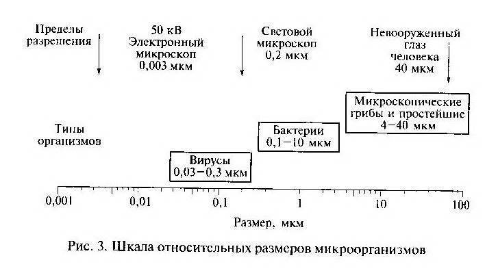 Надцарство: эукариотов