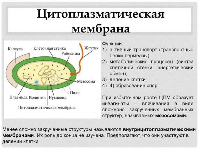 Строение бактериальной клетки