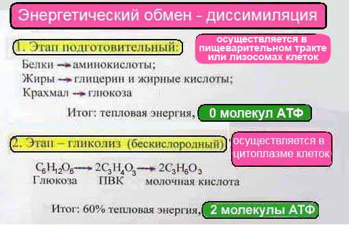 Метаболизм