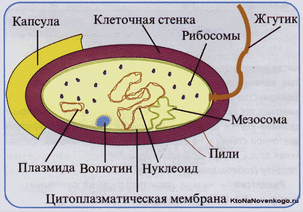 Тесты по биологии по теме "признаки эукариот и прокариот"