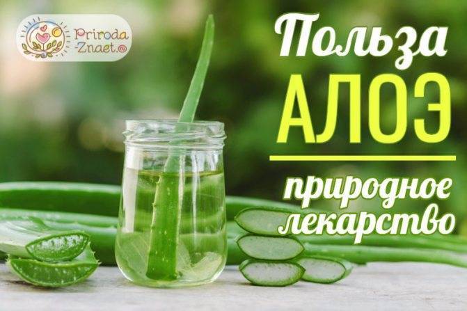 Алое рецепты приготовления лекарства с медом