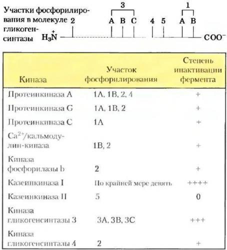 Для чего нужны ферменты бактериям, их польза и вред для человека