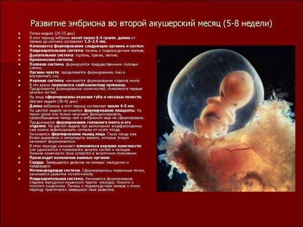 Позвоночник шестой поясничный позвонок