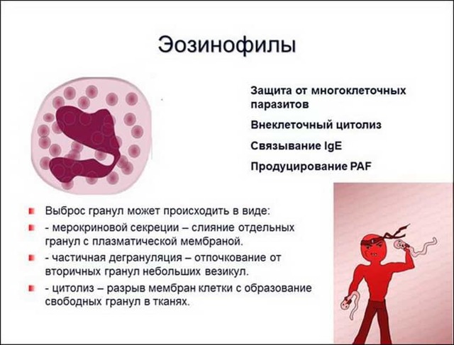 У ребенка повышены эозинофилы в крови: о чем это говорит, причины отклонений от нормы