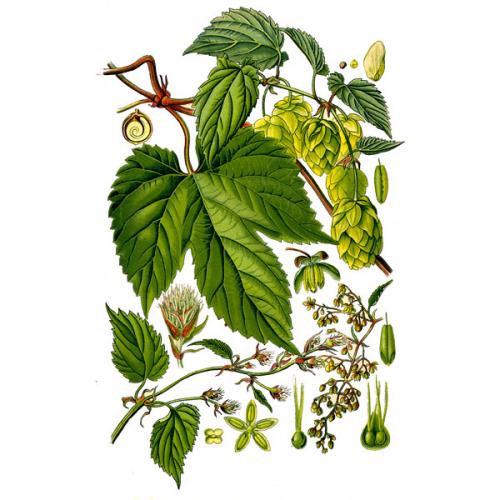 Хмель шишки. полезные, лечебные свойства и противопоказания для женщин, мужчин, детей. когда собирать и как использовать растение в домашних условиях