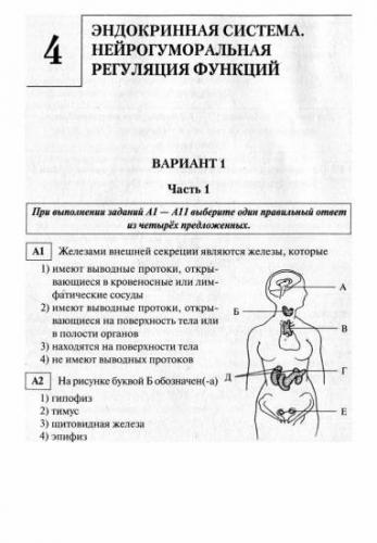 Нервная система: функции, отделы, принцип работы