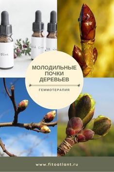 Как принимать "шведскую горечь"? "шведская горечь" ("доктор тайсс"): показания, применение, отзывы