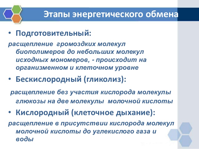 Обмен веществ и энергии в клетке