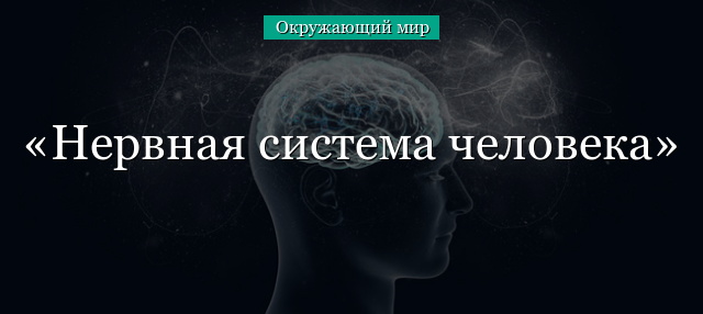 Центральная нервная система. нервная система объединяет организм человека единое целое, регулирует и координирует функции всех органов и систем