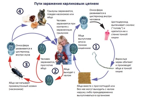 Карликовый цепень — возбудитель гименолепидоза: симптомы, диагностика, лечение инвазии
