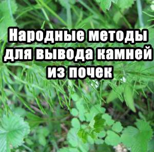 Как вывести камни из почек народными средствами в домашних условиях