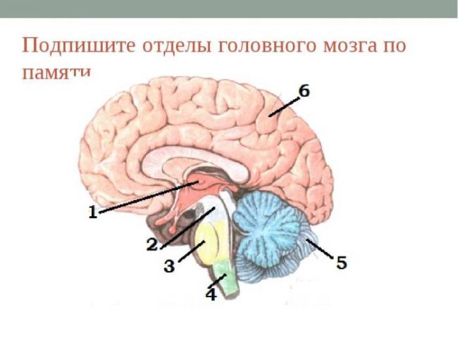 Нервная система человека. функции и строение центральной нервной системы